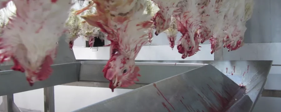 Slaughtered chickens